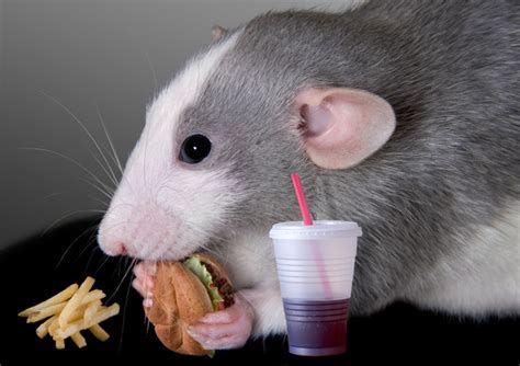 What this Rat Study can Teach Us About Stress Eating | HuffPost