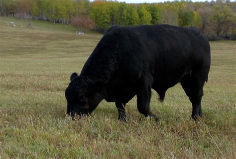 Managing bulls after breeding season - Canadian Cattlemen