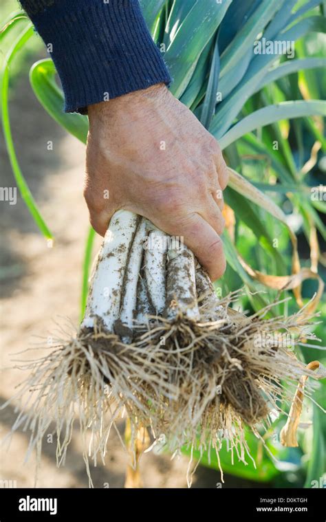 Harvesting leeks Stock Photo - Alamy