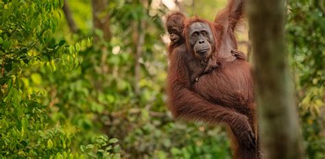 Orangutans: could 'half-Earth' conservation save the red ape? | WordDisk