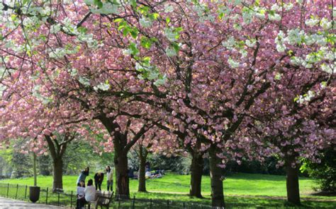 CHERRY BLOSSOMS - London On The Inside