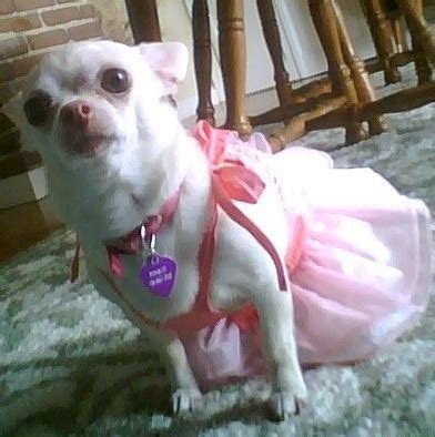 pinkie in pink - Dogs Photo (9098797) - Fanpop