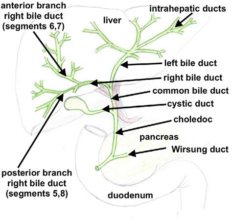 Biliary tract & biliary tree anatomy