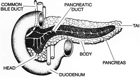 Topic 7: Animal Coordination, Control and Homeostasis - Biology