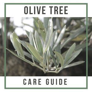 Olive Tree Care Guide | How to Grow & Care for Olive Trees in the UK