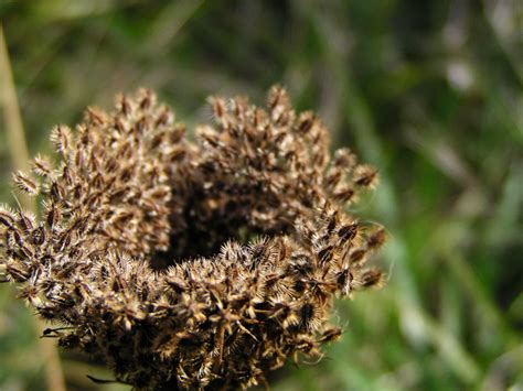 Photos of Nature: Photos Of Ugly Flowers