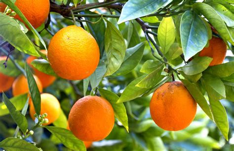 How Do I Choose the Best Blood Orange Trees? (with pictures)