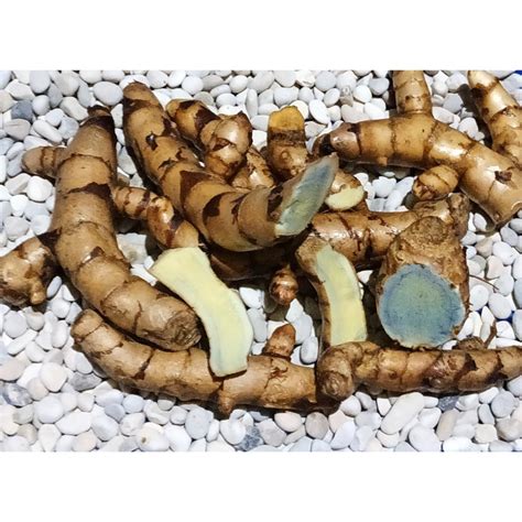 Jual Temu Hitam Segar Alami 500gr Temu Ireng/Curcuma Aeruginosa Indonesia|Shopee Indonesia