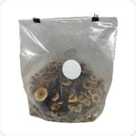 Buy Home Mushroom Kits Online | Midwest Grow Kits