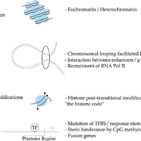 Graphical summary of gene expression regulators. Regulation of gene... | Download Scientific Diagram