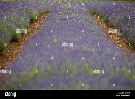 Lavender Fields at Heacham in Norfolk Stock Photo - Alamy