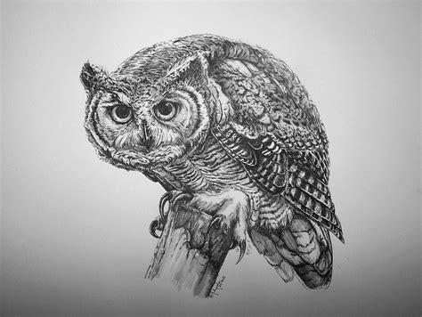 Great horned owl by Concini on DeviantArt | Owls drawing, Bird drawings, Great horned owl