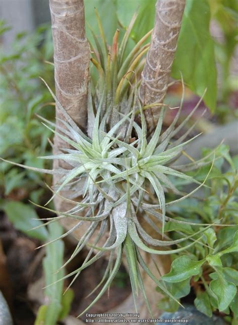 Air Plants: Plant Care and Collection of Varieties - Garden.org