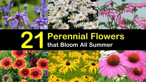 21 Perennial Flowers that Bloom All Summer - Even from Spring to Fall