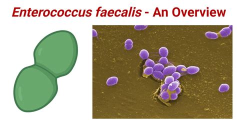 Streptococcus Faecalis