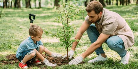 How to plan a memorial tree planting ceremony - Bare