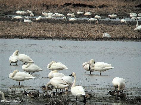 Tundra Swan, Cygnus columbianus 3 | Tundra Swan, Cygnus colu… | Flickr