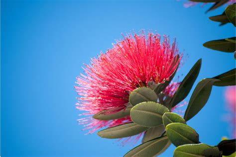 Pohutukawa or Rata? - NZ Nurseries - How To Tell The Difference