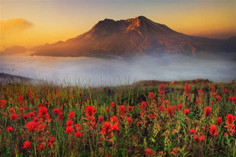 Tips and Tricks for Successful Wildflower Photography : Action Photo Tours