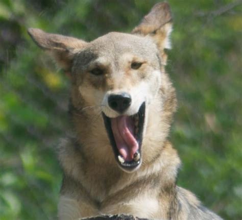 Wolf Howl - WNC Nature Center