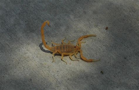 Arizona bark scorpion - Wikipedia