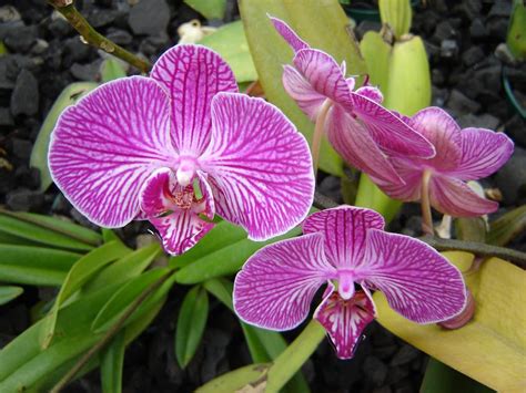 Jardin Botanico Bogota | Orchids, Plants