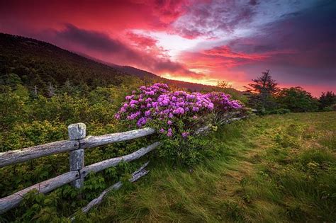 North Carolina Blue Ridge Mountains Appalachian Trail Spring Flowers Sunset by Dave Allen in ...