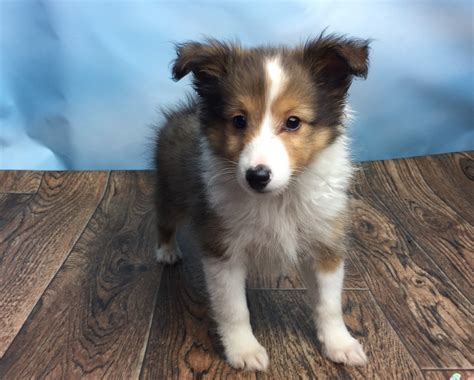 Shetland Sheepdog Puppies For Sale | Canton, OH #233669