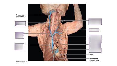 Veins and Arteries: real cat Diagram | Quizlet