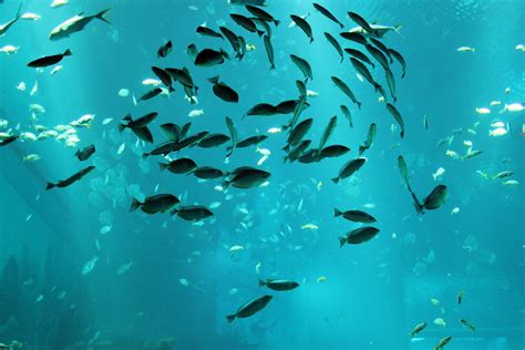 Group Of Fish Free Stock Photo - Public Domain Pictures