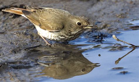 Hermit Thrush | San Diego Bird Spot