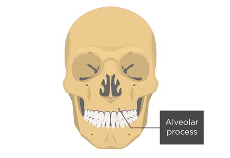 Maxilla Bone Anatomy | GetBodySmart