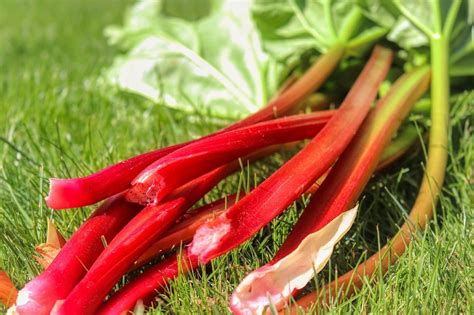 Canada Red Rhubarb - Prairie Gardens