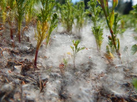 Allergies got you down? Don't blame cottonwood fluff. - Anchorage Daily News