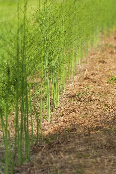 Asparagus plants growing in a straw mulch; Toronto, Ontario, Canada - Stock Photo - Dissolve