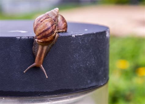 Premium Photo | Close-up of snail