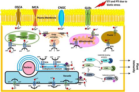 Frontiers | Plant Defense Responses to Biotic Stress and Its Interplay ...