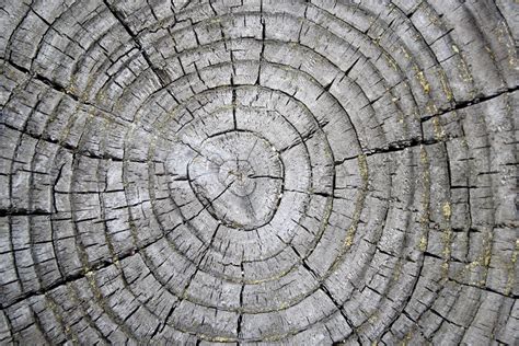 Tree Rings on Weathered Stump Texture – Photos Public Domain