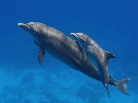 What do animals do? | Unidad 4: Vida oceánica.