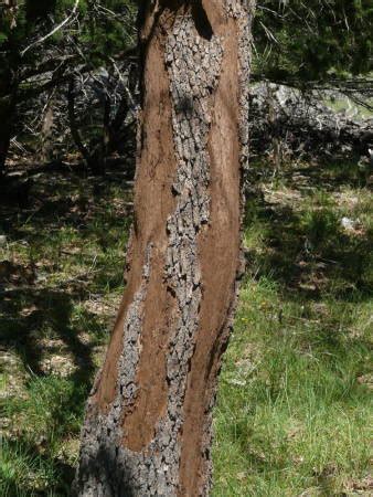 Hypoxylon: The OTHER Oak Tree Disease | Blanco County News