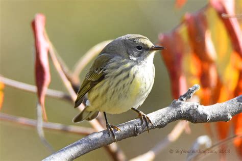 Cape May Warbler - Big Year Birding