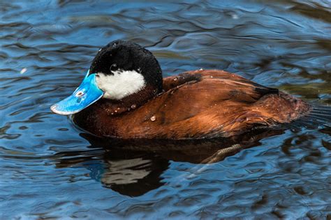 29 Species Of Ducks In Alaska (ID, Calls, Season Guide)