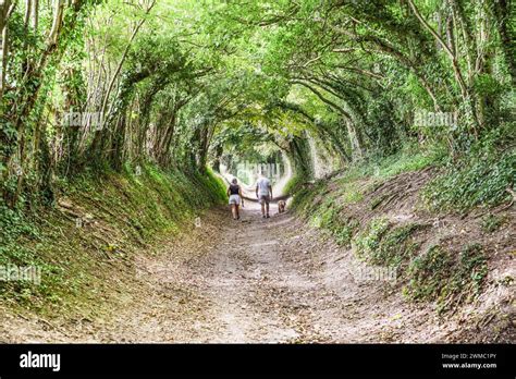 Halnaker Tree Tunnel - a natural tunnel of trees near Chichester leading to Halnaker Windmill ...