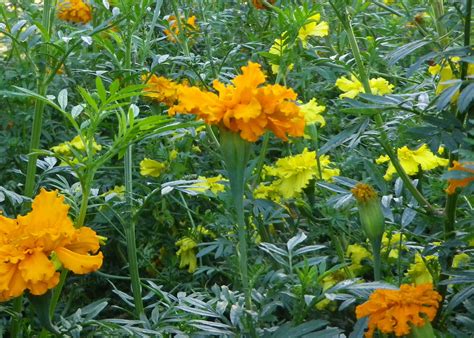 African Marigold, Crackerjack Mix