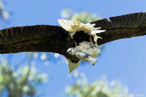 Bay Area bald eagle couple adopt two baby red-tailed hawks.