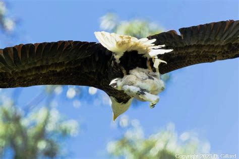 Bay Area bald eagle couple adopt two baby red-tailed hawks.