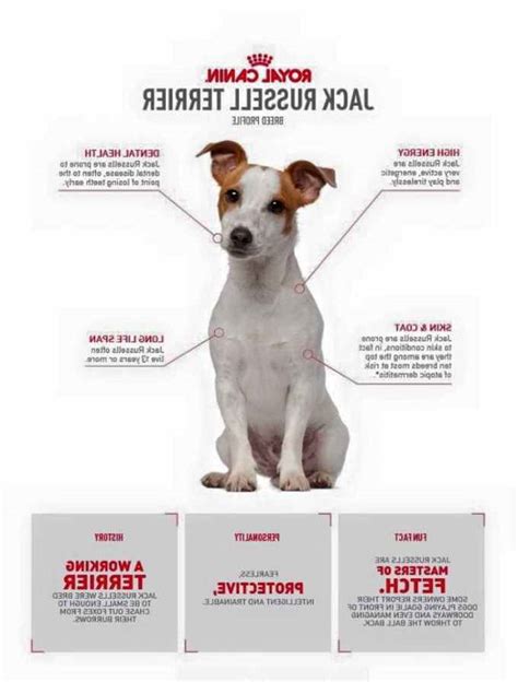 Jack Russell Terrier Training Secrets