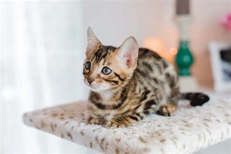 10 Best Bengal Cat Breeders (2024): Our Top 10 Picks!