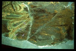 Dinochick Blogs: Paper shines new light on the feather details of Microraptor gui