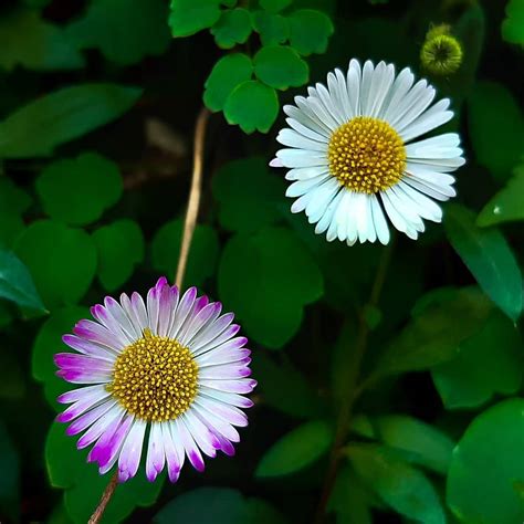 Daisy flower meaning • Origins • Symbolism and other interesting facts